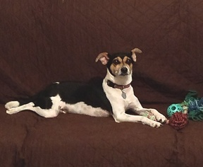 Rat Terrier Dogs for adoption in Lafayette, LA, USA