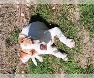 Black and Tan Coonhound-Labrador Retriever-Labrador Retriever Mix Dogs for adoption in CRESCENT CITY, FL, USA