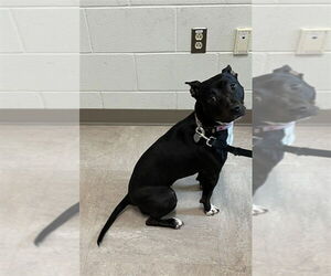 American Pit Bull Terrier-Unknown Mix Dogs for adoption in Derwood, MD, USA