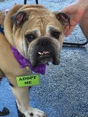 Bulldog Dogs for adoption in Fort Lauderdale, FL, USA