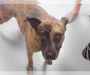 Mutt Dogs for adoption in St. Cloud, FL, USA