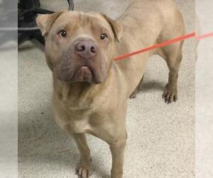 American Pit Bull Terrier-Unknown Mix Dogs for adoption in Riverside, CA, USA