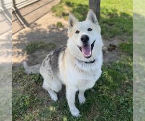 German Shepherd Dog-Siberian Husky Mix Dogs for adoption in Modesto, CA, USA
