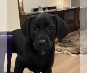 Labrador Retriever Dogs for adoption in Fort Worth, TX, USA