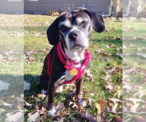 Boglen Terrier Dogs for adoption in Mundelein, IL, USA