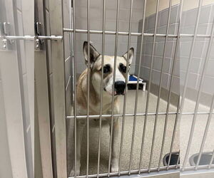Huskies -Unknown Mix Dogs for adoption in Virginia Beach, VA, USA