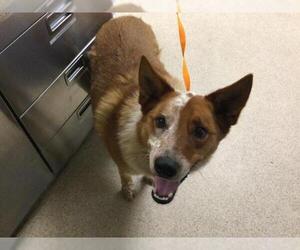 Mutt Dogs for adoption in Riverside, CA, USA