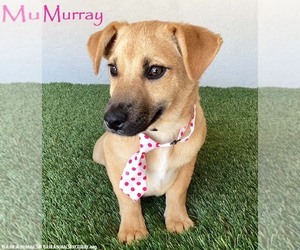 Dachshund-Unknown Mix Dogs for adoption in San Diego, CA, USA