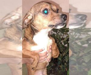 Chihuahua-Unknown Mix Dogs for adoption in San Antonio, TX, USA
