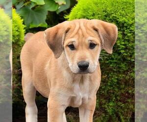 Labrador Retriever-Unknown Mix Dogs for adoption in San Diego, CA, USA