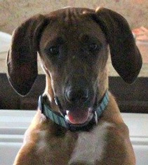 Redbone Coonhound Dogs for adoption in Binghamton, NY, USA