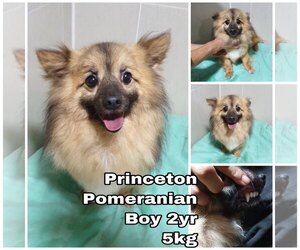 Pomeranian Dogs for adoption in Seattle, WA, USA