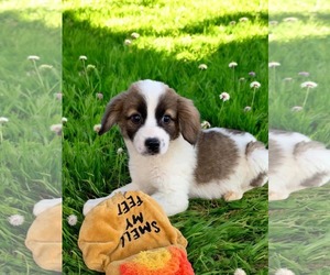 Spaniel-Unknown Mix Dogs for adoption in Anchorage, AK, USA