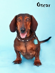 Medium Photo #1 Dachshund Puppy For Sale in San Antonio, TX, USA