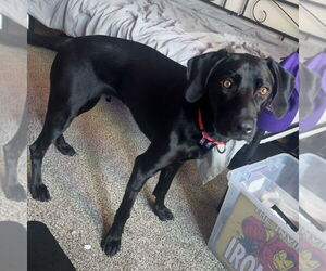Labrador Retriever-Unknown Mix Dogs for adoption in Fargo, ND, USA
