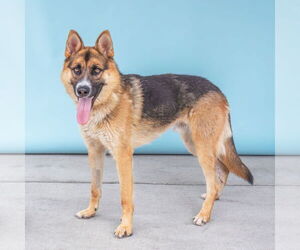 German Shepherd Dog Dogs for adoption in Pasadena, CA, USA