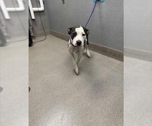 American Pit Bull Terrier-Unknown Mix Dogs for adoption in Las Vegas, NV, USA