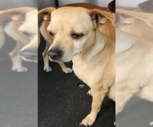 Chihuahua-Unknown Mix Dogs for adoption in San Antonio, TX, USA