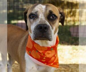 Boxer-Unknown Mix Dogs for adoption in San Antonio, TX, USA