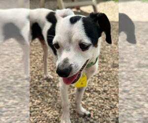 Chihuahua Dogs for adoption in Mukwonago, WI, USA