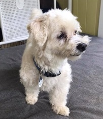 Maltese Dogs for adoption in Potomac, MD, USA