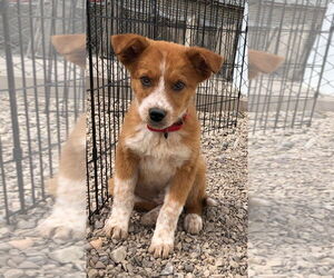 Mutt Dogs for adoption in Salt Lake City, UT, USA