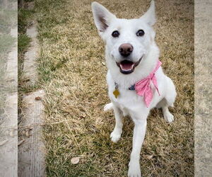 Mutt Dogs for adoption in Sandy, UT, USA