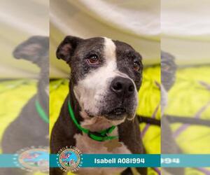 American Bulldog-Unknown Mix Dogs for adoption in Mobile, AL, USA