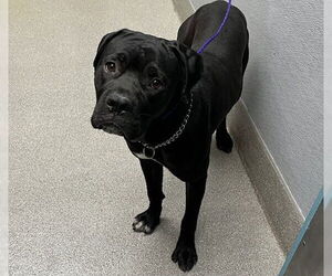 Mutt Dogs for adoption in Las Vegas, NV, USA