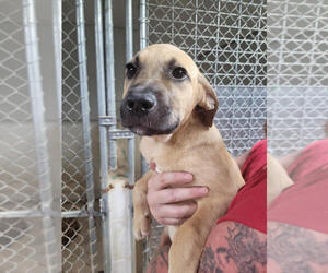 American Pit Bull Terrier-Unknown Mix Dogs for adoption in Linton, IN, USA