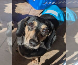 Dachshund Dogs for adoption in Sioux Falls, SD, USA