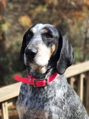 Bluetick Coonhound Dogs for adoption in Pawtucket, RI, USA