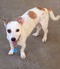 Small Jack Russell Terrier Mix