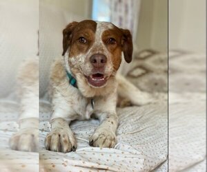 Spaniel-Unknown Mix Dogs for adoption in bloomington, IL, USA