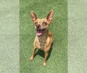 Chihuahua-Unknown Mix Dogs for adoption in La Verne, CA, USA