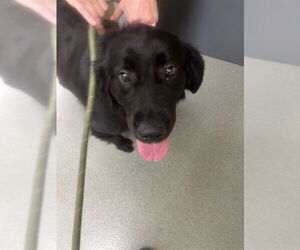 Golden Retriever-Unknown Mix Dogs for adoption in Lee's Summit, MO, USA