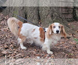 Dachshund Dogs for adoption in Social Circle, GA, USA