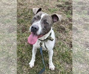 American Pit Bull Terrier-Unknown Mix Dogs for adoption in Perth Amboy, NJ, USA