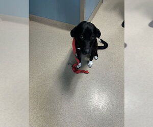 Labrador Retriever Dogs for adoption in Newton, NC, USA