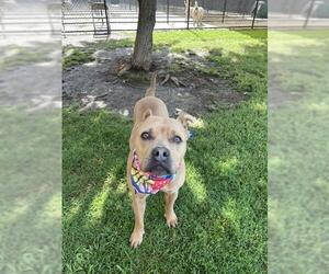 Medium Photo #1 Mutt Puppy For Sale in Tulsa, OK, USA
