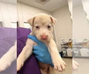 Holland Shepherd-Unknown Mix Dogs for adoption in Baytown, TX, USA
