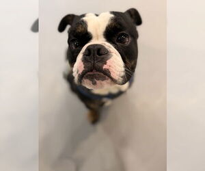 Bulldog Dogs for adoption in St. Louis Park, MN, USA