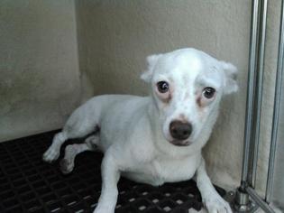 Medium Photo #1 Chihuahua Puppy For Sale in San Antonio, TX, USA