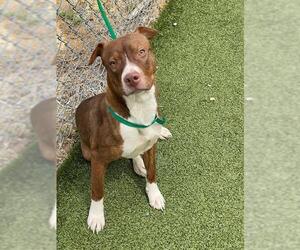 Mutt Dogs for adoption in Fayetteville, NC, USA