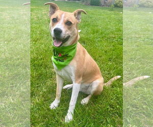 Mutt Dogs for adoption in Germantown, OH, USA