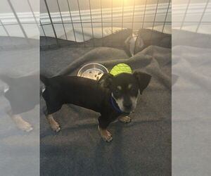 Pinny-Poo Dogs for adoption in Banning, CA, USA