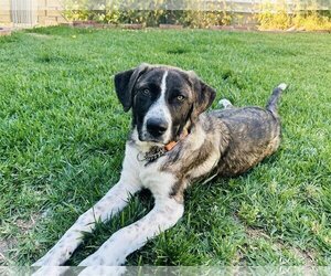 Labrenees Dogs for adoption in San Diego, CA, USA