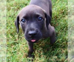 Puginese Dogs for adoption in Sanford, FL, USA