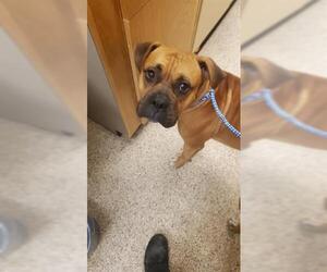 Boxer Dogs for adoption in Georgetown, TX, USA