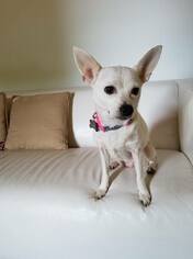 Medium Photo #1 Chihuahua Puppy For Sale in Monterey, VA, USA